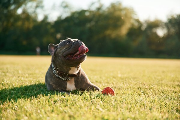 Célébrez votre amour pour le bouledogue français avec style